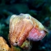 cuttlefish_reef_is_v_0705_png0950.jpg